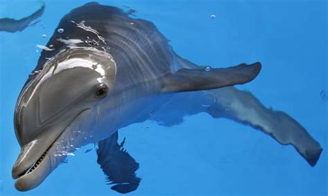 Dolphin’s stabbing death investigated by Florida .